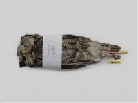 藏品(領角鴞)的圖片